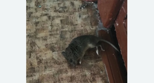 Дезинфекция от мышей в Беломорске