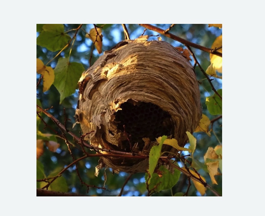 Обработка от шершней в Беломорске