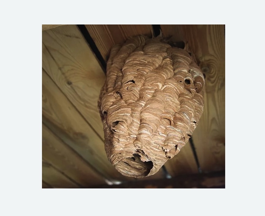 обработка от шершней в Беломорске