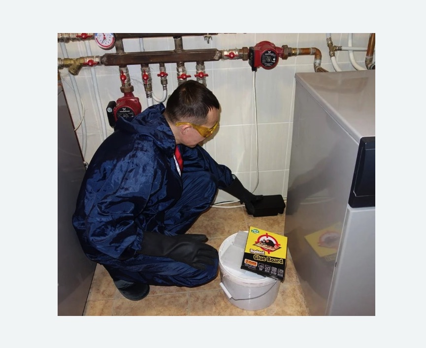 Уничтожение крыс в Беломорске