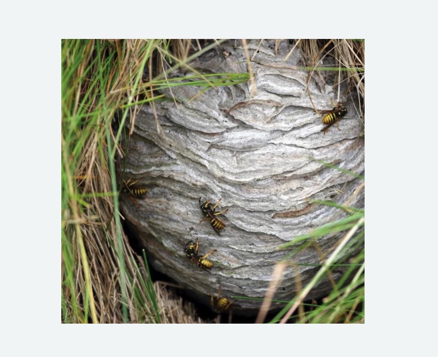 Уничтожение ос и ульев в Беломорске