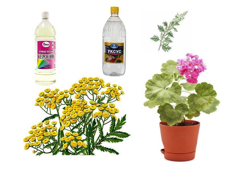 народные методы борьбы с насекомыми народные методы от насекомых